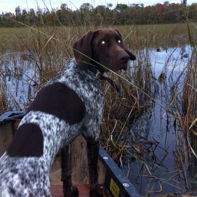 Ruger duck hunting