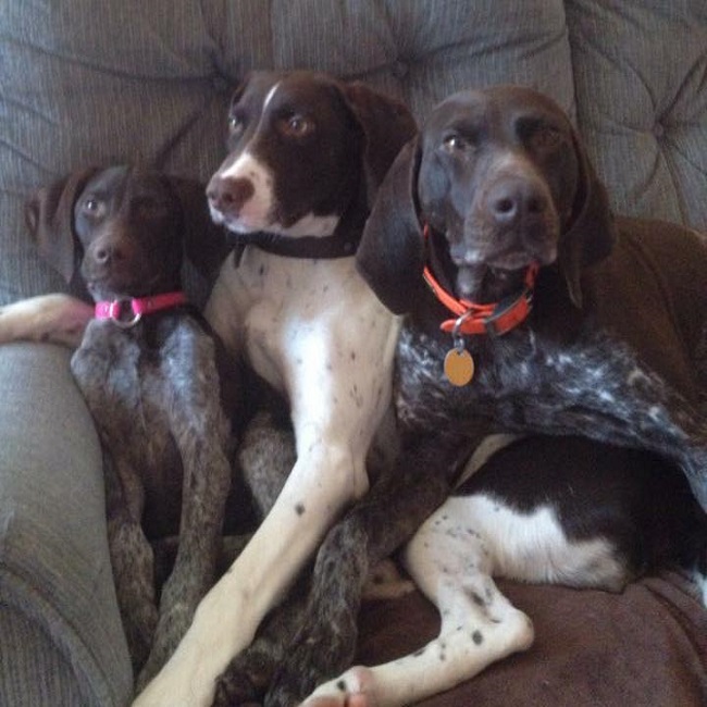 Zoey, Bailey, and Piper